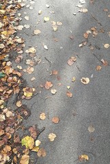 Street with sunlight and autumn leaves