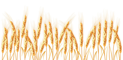 Golden wheat isolated on white background. Set of wheat ears. Background for farms and bakeries....