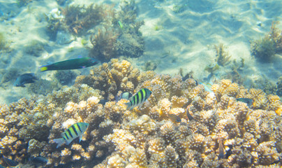 Naklejka na ściany i meble Dascillus fish family in coral. Tropical seashore inhabitants underwater photo.