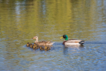 Female and Male Ducks with Ducklings
