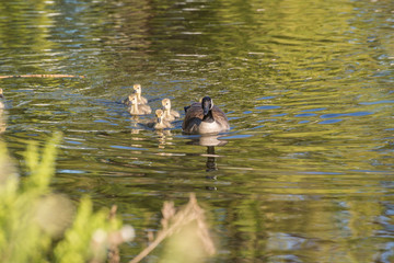 Female Goose with Goslings
