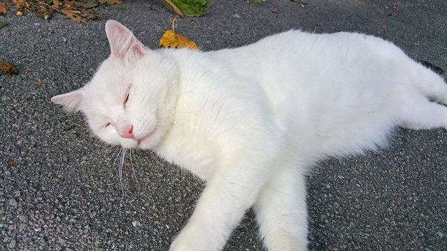 Wei&szlig;e Katze beim Chillen