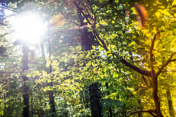 Obraz premium Herbstwald
