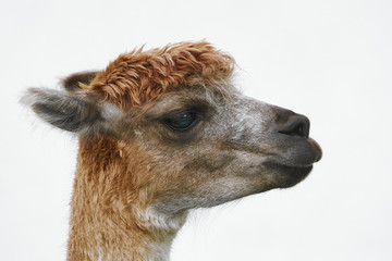 Portrait of Alpaca © Sergej Razvodovskij