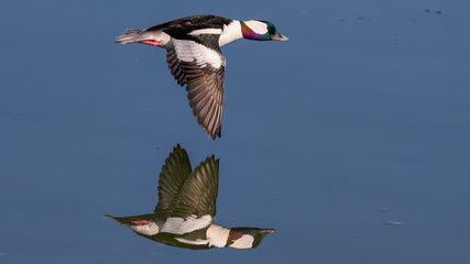 Duck in flight