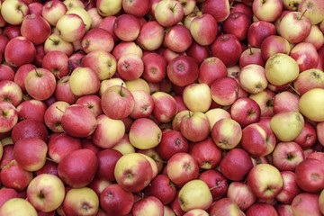 Background of fresh juicy red-yellow apples