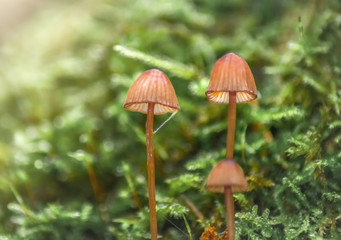 Kleine Pilze 