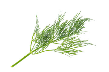 Fresh dill plant close up isolated on white background.