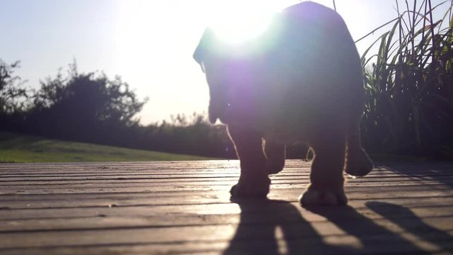 cute bulldog puppy chases toy down on deck in sunset 4k slow motion