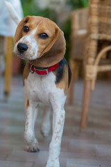 A Beagle walking around a veranda 