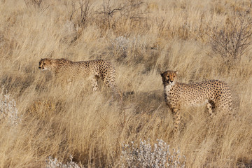 Naklejka premium Jeunes guépards en Namibie