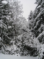 Snowy Trees