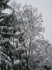Snowy Trees