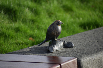 model of a robin at CS Lewis Square in Belfast