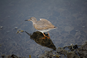 wading bird