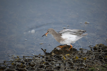 wading bird about to fly away