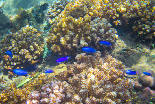 Neon blue fish family in coral reef. Tropical seashore inhabitant underwater photo.