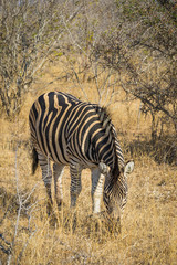 Obraz premium Front view of zebra eating grass in winter