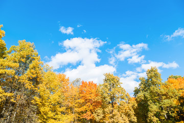 Autumn landscape with colorful trees. Beautiful background.