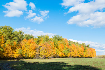 Fototapeta premium Autumn landscape with colorful trees. Beautiful background.