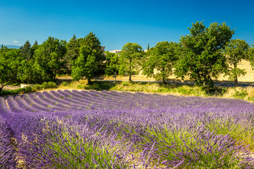 Obraz premium Lavender field in countryside near Valensole, Provence, France
