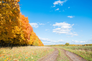 Naklejka premium Beautiful autumn landscape with road near a forest
