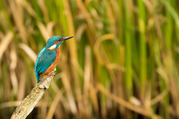 Kingfisher Perched
