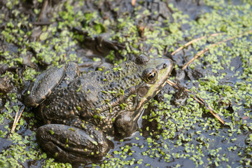 Frog