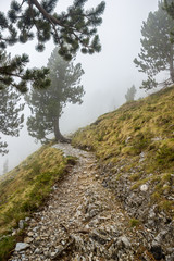 Fototapeta na wymiar Footpath in Cloud E4 Mount Olympus Greece Green Pines and Rocks Summer Landscape Background