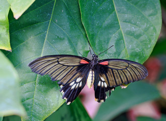 Swallow tailed Butterfly resting on a green leaf