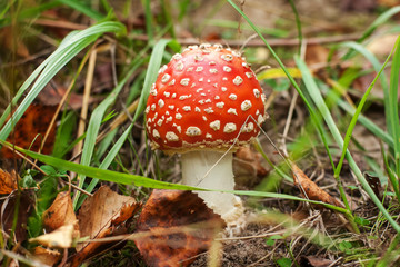 Fly Amanita mushroom in autumn light in the forest in fall