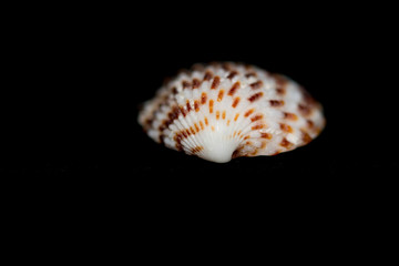 Blurred seashell on black background