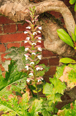 Tall Stemmed Delphinium Flower against a natural brick setting