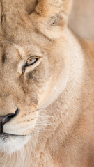 Obraz na płótnie Canvas Portrait of beautiful lioness
