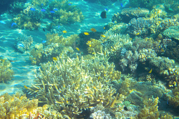 Naklejka na ściany i meble Shallow sea coral reef. Tropical seashore inhabitants underwater photo.