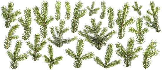 set of fresh green pine branches isolated on white background
