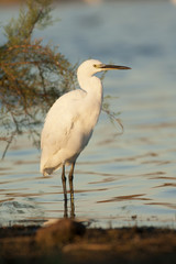 Egretta garzetta