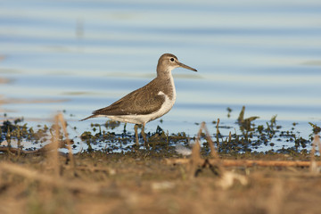 Obraz premium Common sandpiper