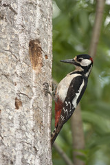 Great spotted woodpecker