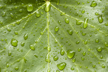 drops on the leaf