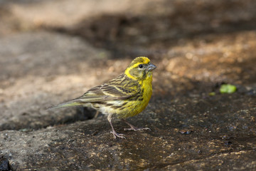European serin