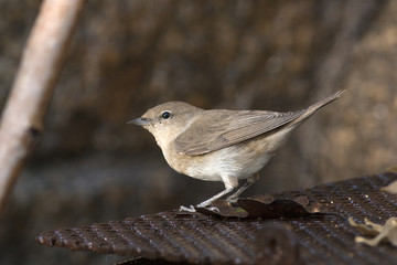 Garden warbler