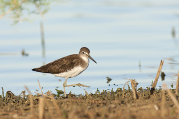 Green sandpiper