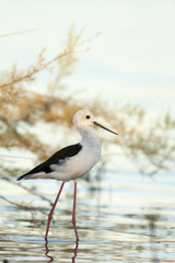 Black-winged stilt