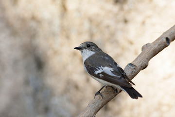 Pied flycatcher