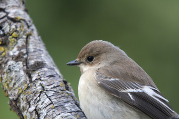 Ficedula hypoleuca