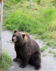 Fototapeta premium Brown Bear sitting