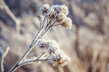 Frost on the grass