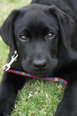 Black Labrador Puppy