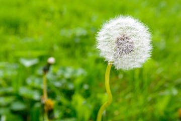 Closeup view of the seed head of a dandelion flower against blurred grass background.